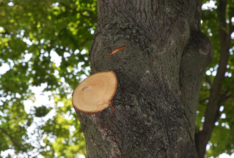 Limb Removal