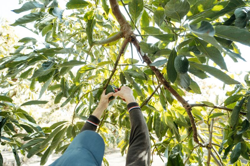 Apple Tree Pruning in Reno, NV