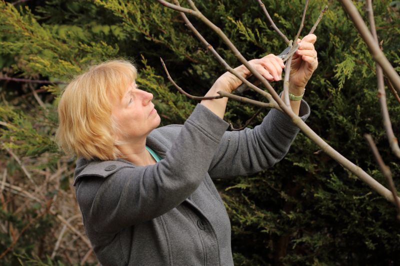 Birch Tree Pruning in San Jose, CA