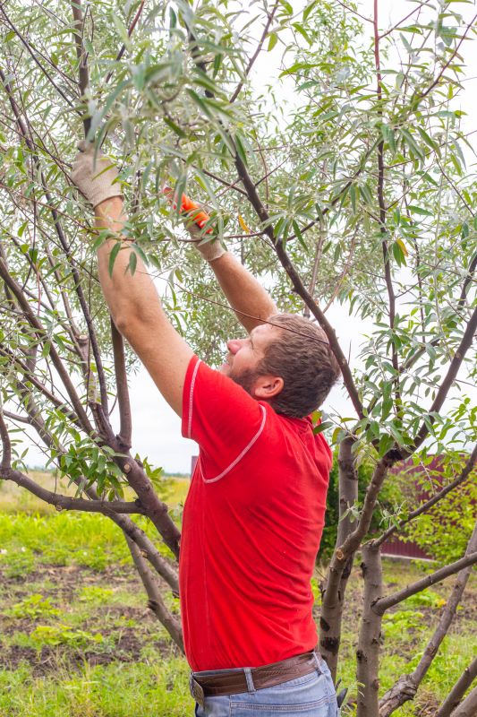 Birch Tree Pruning in Aiken, SC