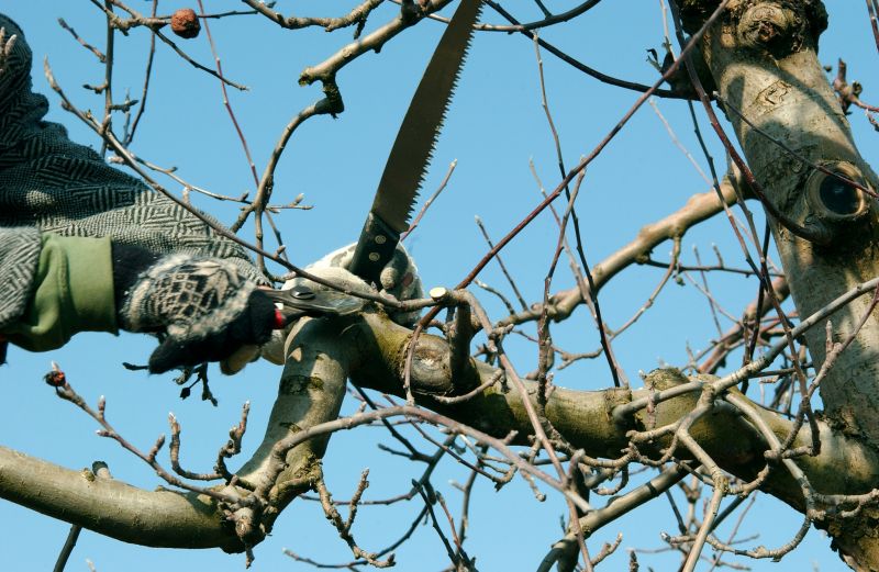 Bradford Pear Tree Pruning in Doylestown, PA