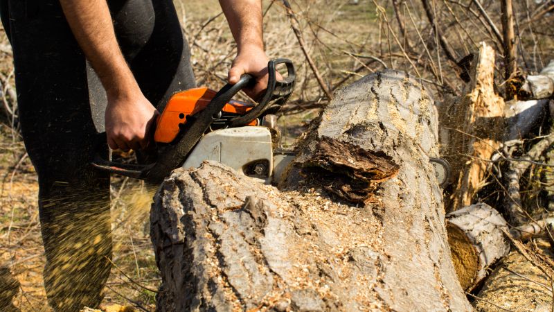 Cypress Tree Removal in Pottstown, PA