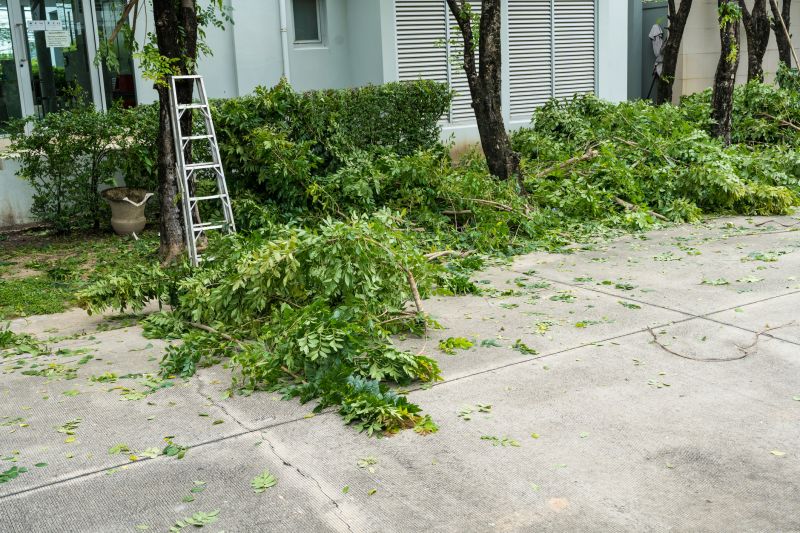 Cypress Tree Removal in Bucks County, PA