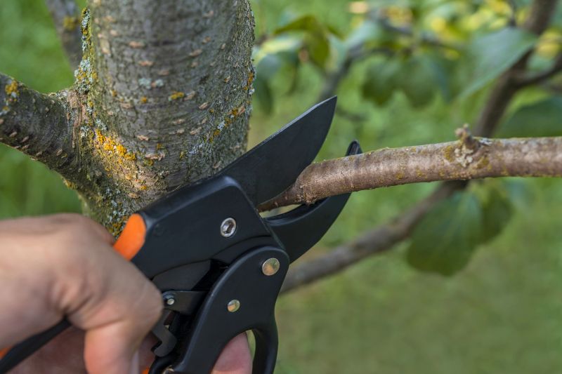 Dead Tree Removal in Reno, NV