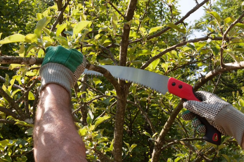 Elm Tree Removal in Montgomery County, PA