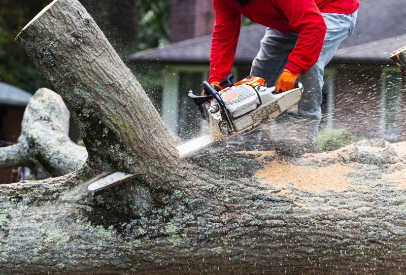 Tree Cutting Safety