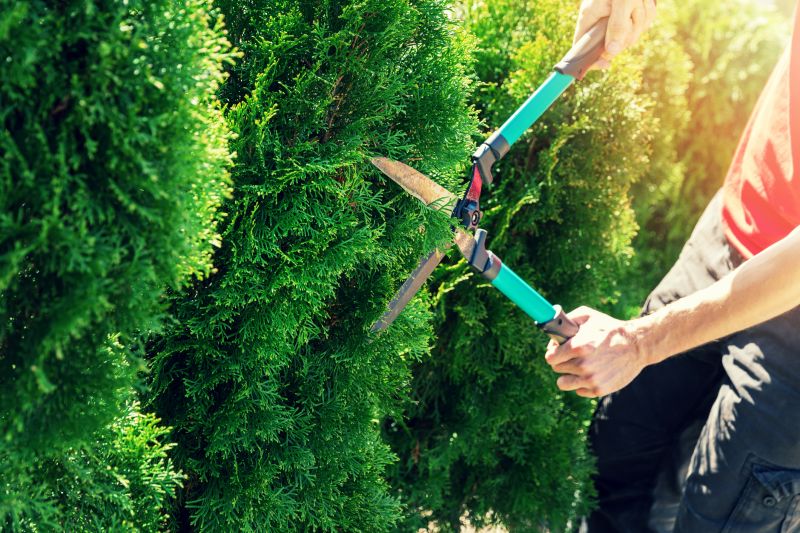 Hedge Pruning in Aiken, SC