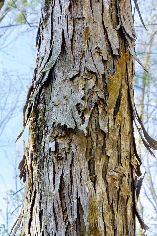 Hickory Tree Removal in Doylestown, PA