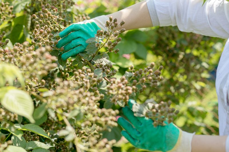 Honeysuckle Trimming in Ventura County, CA