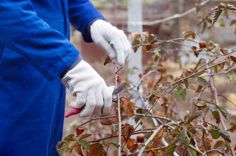 Juniper Trimming in Aiken, SC