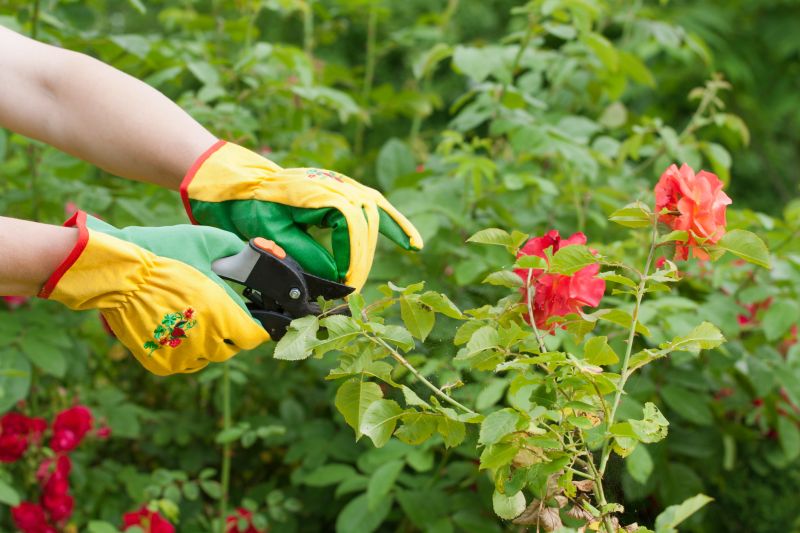 Knockout Roses Pruning in Aiken, SC