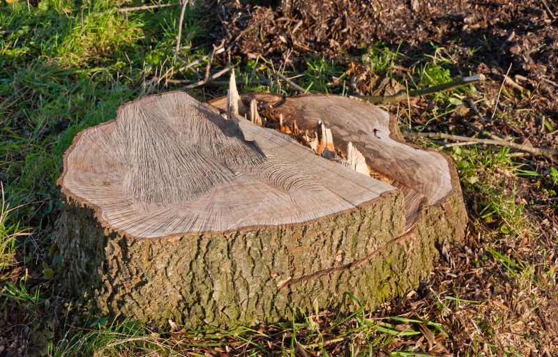 Post-surgical Stump Healing