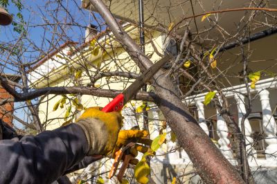 Magnolia Tree Pruning in San Jose, CA
