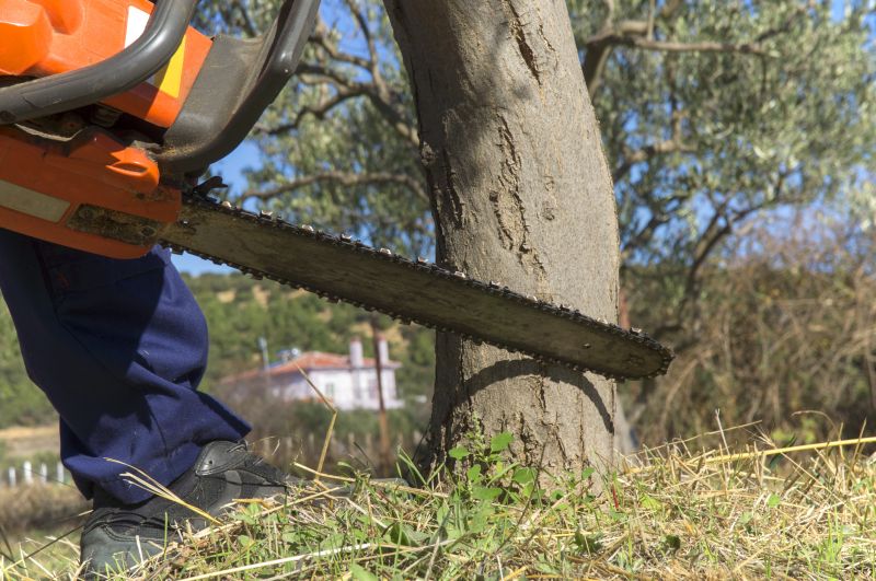 Mimosa Tree Removal in Pottstown, PA