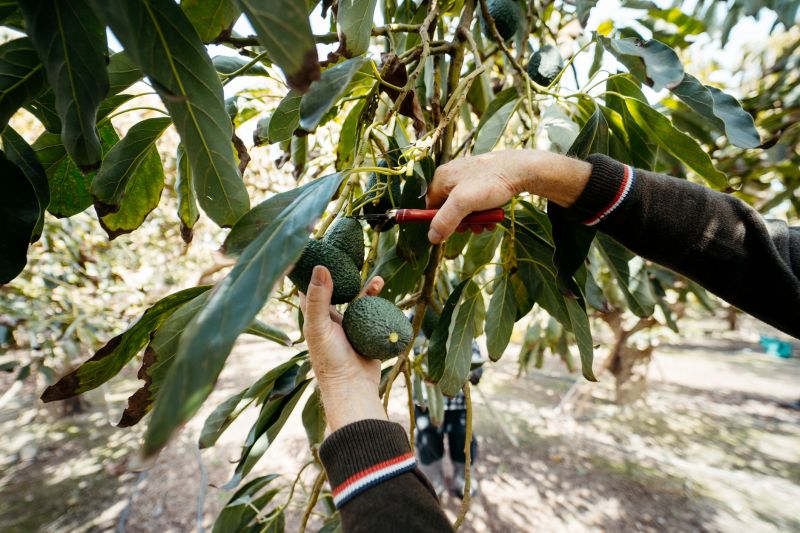 Pear Tree Pruning in Doylestown, PA