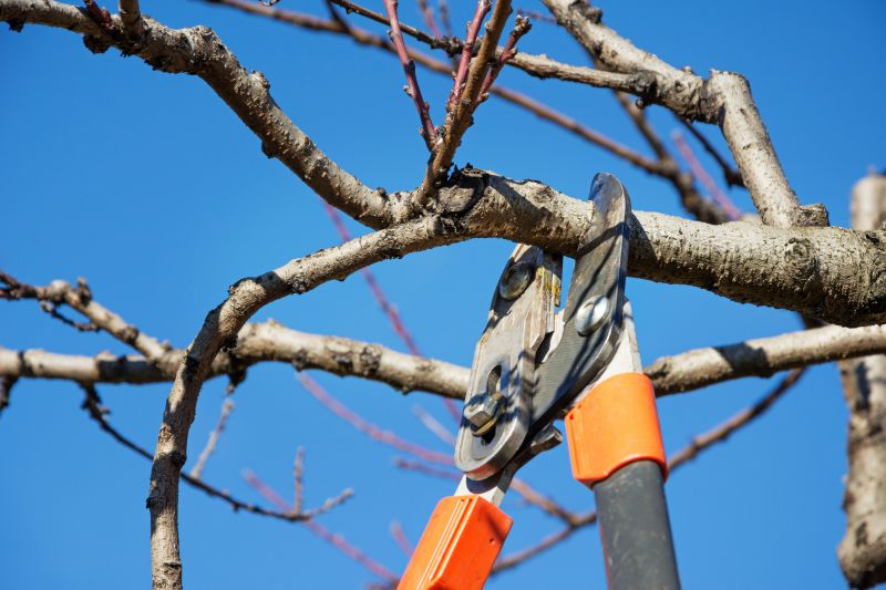 Tree Service in Aiken, SC