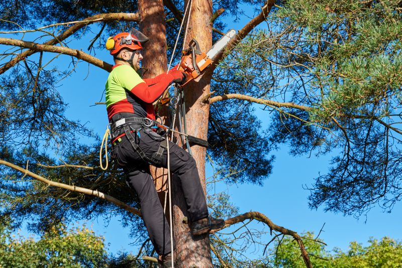 Tree Service in Montgomery County, PA