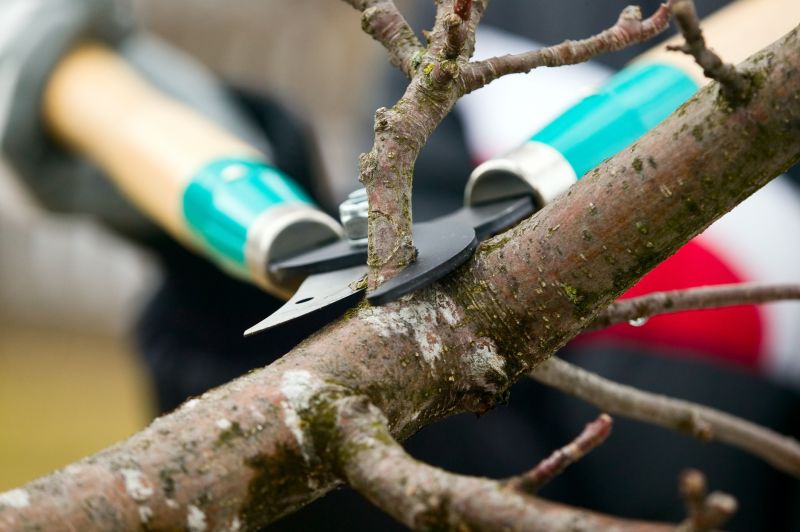 Tree Shearing in Doylestown, PA