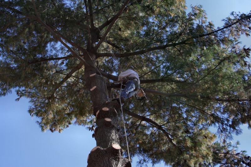 Arborist Performing Trimming