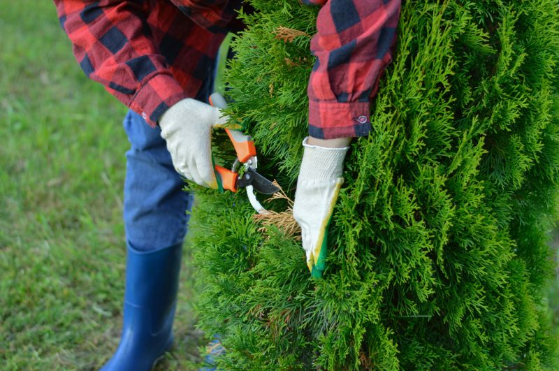 Arborist at Work
