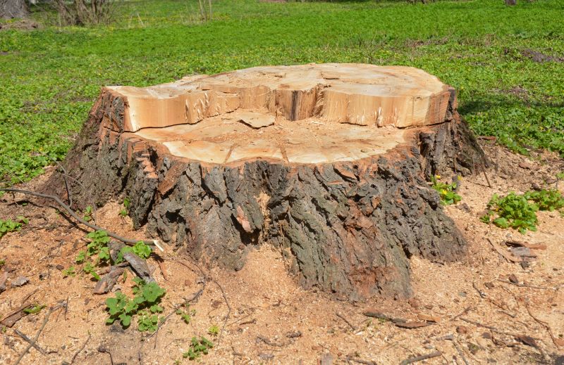 Tree Trunk Removal in Aiken, SC